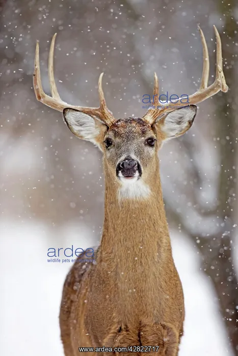 : White-tailed Deer - buck in winter snow : White-tailed Deer - buck in winter snow