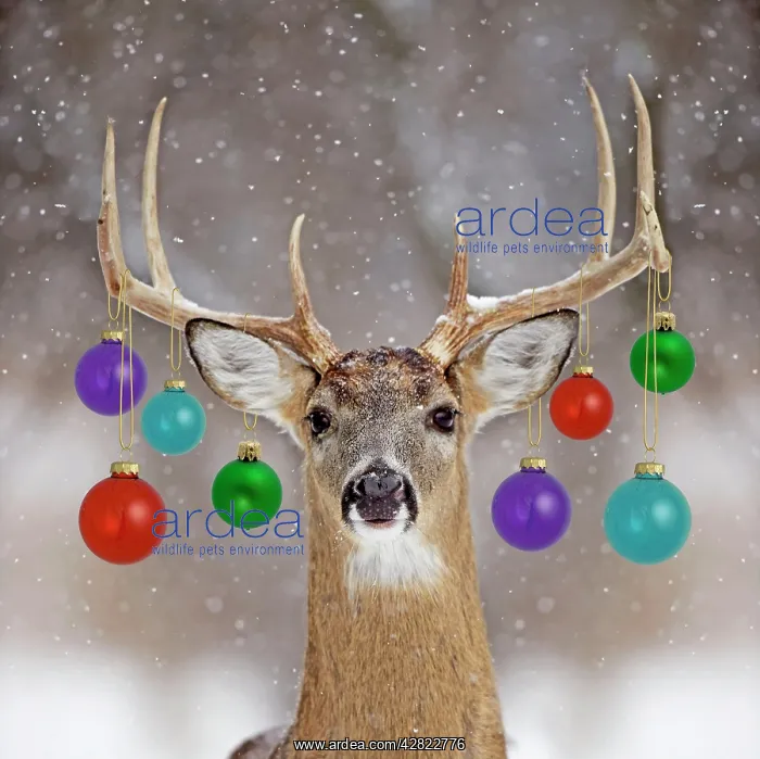 : White-tailed Deer - buck in winter snow : White-tailed Deer - buck in winter snow