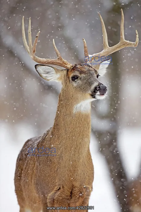 : White-tailed Deer - buck in winter snow : White-tailed Deer - buck in winter snow