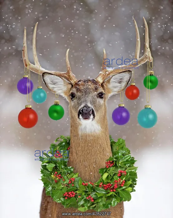 : White-tailed Deer - buck in winter snow with Christmas : White-tailed Deer - buck in winter snow with Christmas
