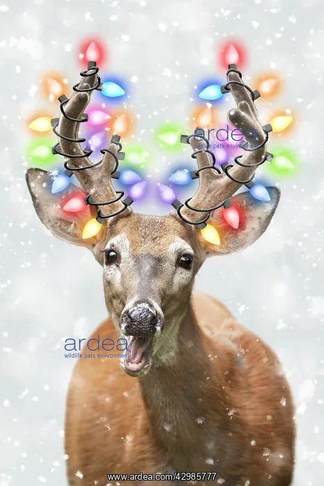  : White-tailed Deer with Christmas lights in winter snow