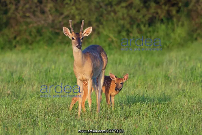  : White-tailed Deer (Colinus virginianus) in grassy habitat