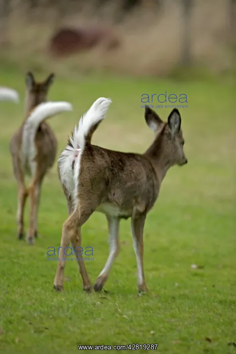 : White-tailed Deer - Doe : White-tailed Deer - Doe