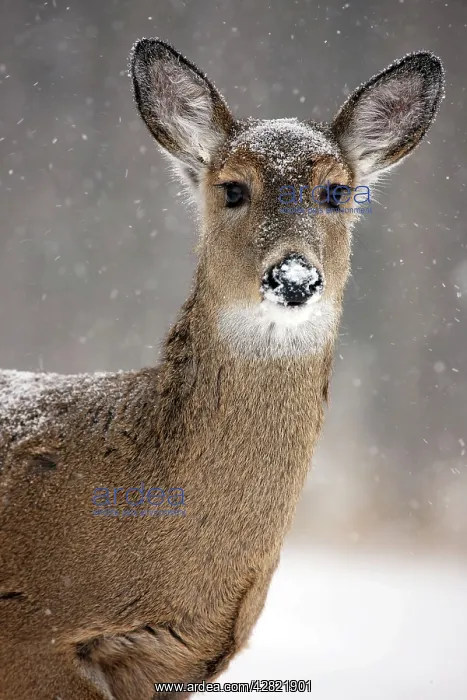 : White-tailed deer - doe : White-tailed deer - doe