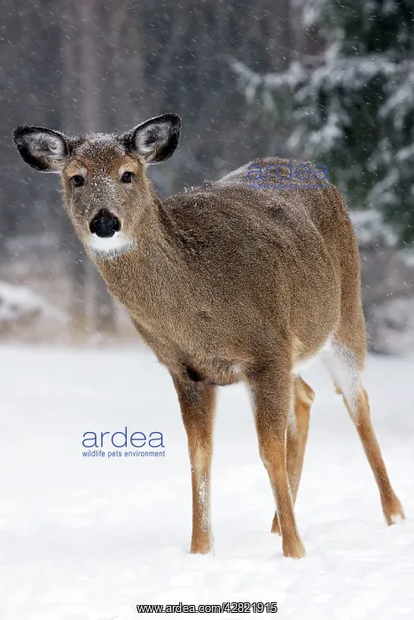 : White-tailed deer - doe : White-tailed deer - doe