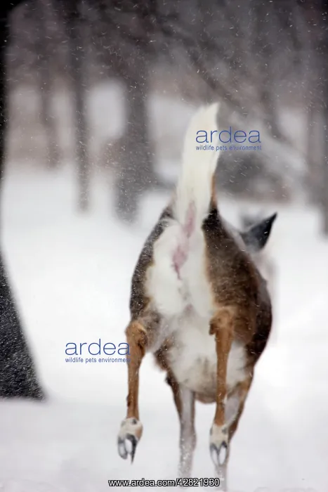 : White-tailed deer - doe : White-tailed deer - doe