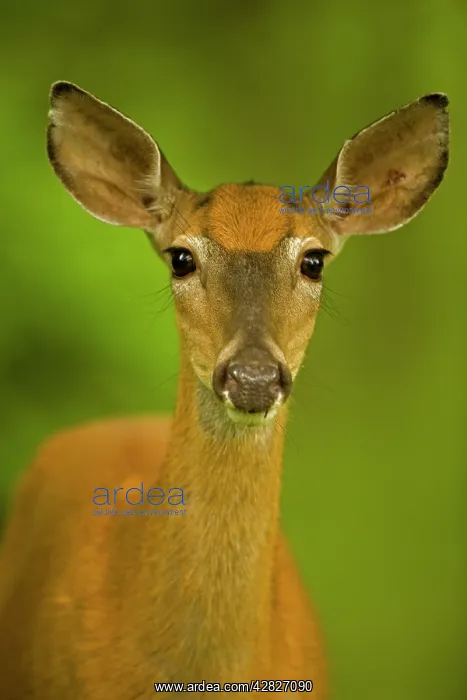 : White-tailed Deer - Doe : White-tailed Deer - Doe