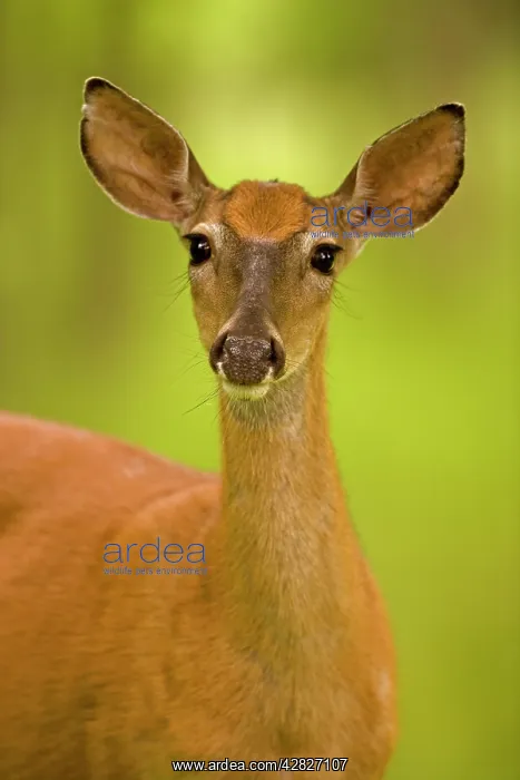 : White-tailed Deer - Doe : White-tailed Deer - Doe