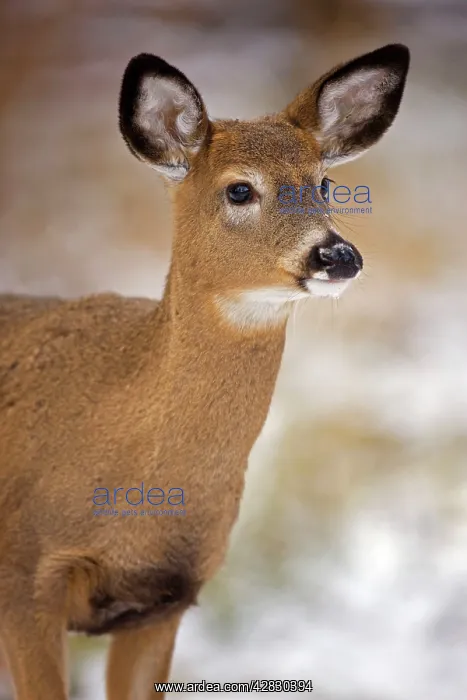 : White-tailed Deer - Doe : White-tailed Deer - Doe