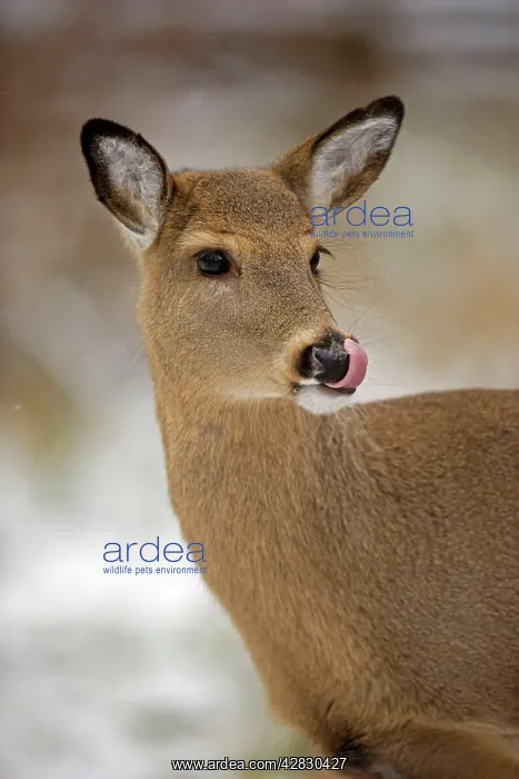 : White-tailed Deer - Doe : White-tailed Deer - Doe