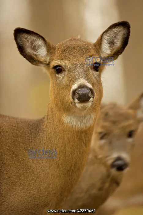 : White-tailed Deer - Doe : White-tailed Deer - Doe
