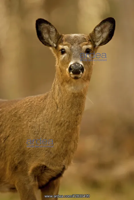 : White-tailed Deer - Doe : White-tailed Deer - Doe