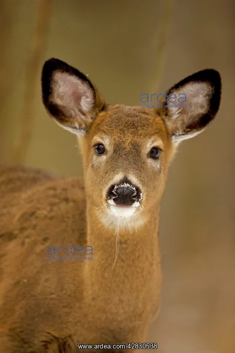 : White-tailed Deer - Doe : White-tailed Deer - Doe