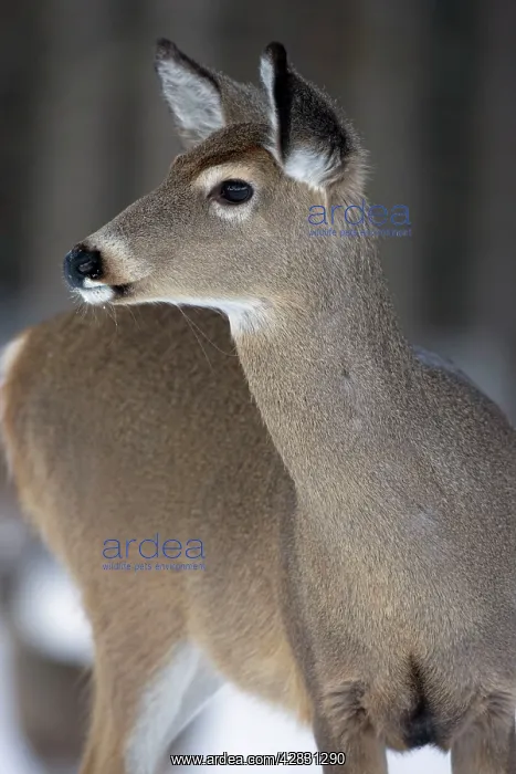 : White-tailed Deer - doe : White-tailed Deer - doe