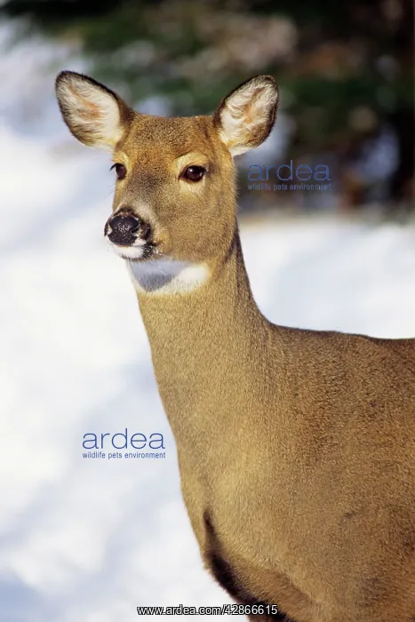 : White-tailed Deer - doe : White-tailed Deer - doe