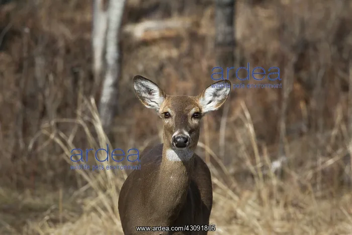  : White-tailed Deer doe