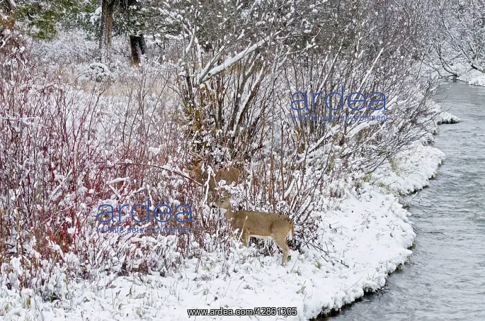 : White-tailed Deer - doe and buck in snow storm : White-tailed Deer - doe and buck in snow storm