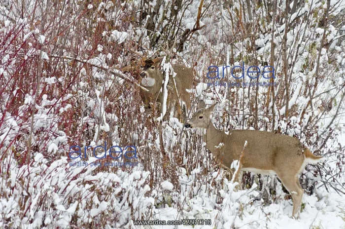 : White-tailed Deer - doe and buck in snow storm : White-tailed Deer - doe and buck in snow storm