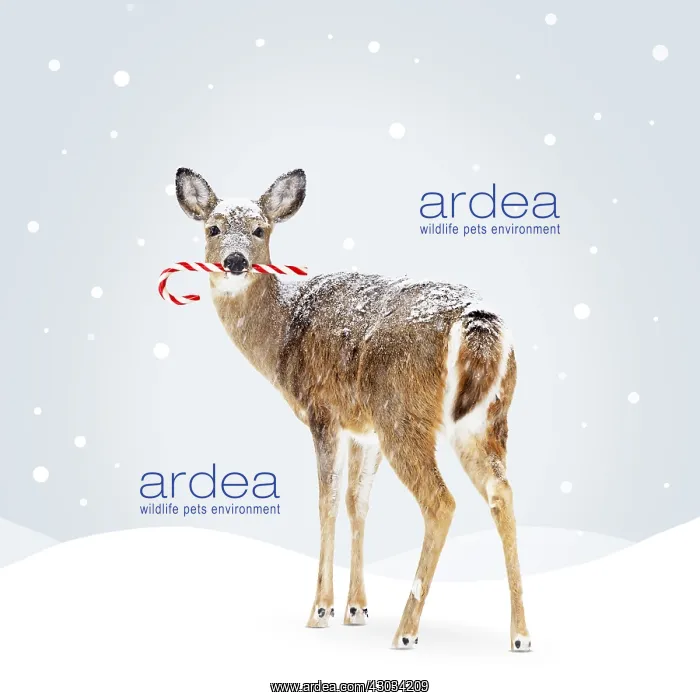 : White-tailed Deer, doe carrying candy cane in : White-tailed Deer, doe carrying candy cane in