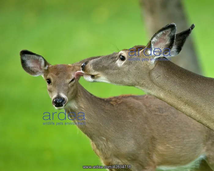 : White-tailed Deer - Doe and fawn interacting : White-tailed Deer - Doe and fawn interacting