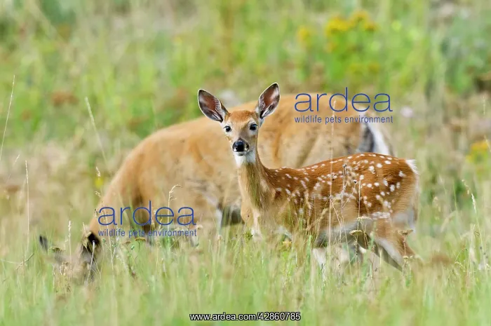 : White-tailed Deer - doe & fawn - Summer : White-tailed Deer - doe & fawn - Summer