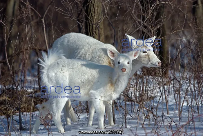 : White-tailed Deer - doe and fawn, white color : White-tailed Deer - doe and fawn, white color