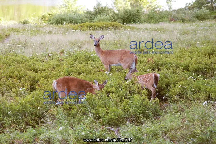 : White-tailed Deer - Doe with fawns : White-tailed Deer - Doe with fawns
