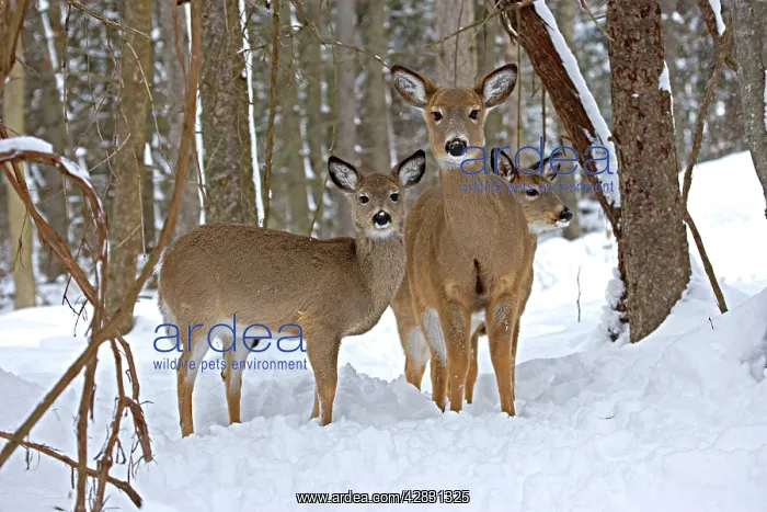 : White-tailed Deer - doe and fawns, in deep snow : White-tailed Deer - doe and fawns, in deep snow