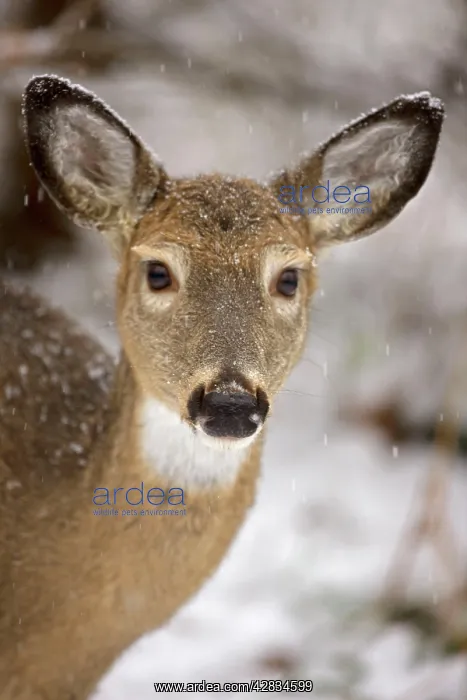 : White-tailed Deer - Doe - Head shot : White-tailed Deer - Doe - Head shot