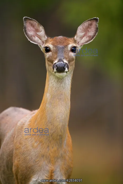 : White-tailed Deer - Doe - In late summer : White-tailed Deer - Doe - In late summer