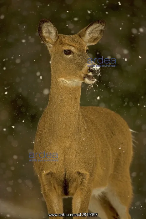 : White-tailed Deer - doe in snow : White-tailed Deer - doe in snow