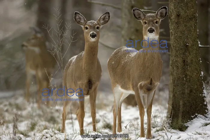 : White-tailed Deer - doe in snow : White-tailed Deer - doe in snow