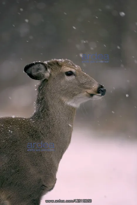 : White-tailed Deer - doe in snow : White-tailed Deer - doe in snow