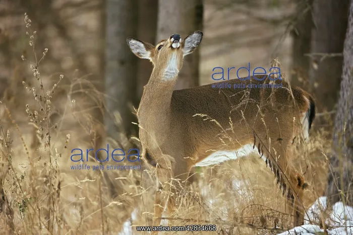 : White-tailed Deer - Doe - In the snow : White-tailed Deer - Doe - In the snow