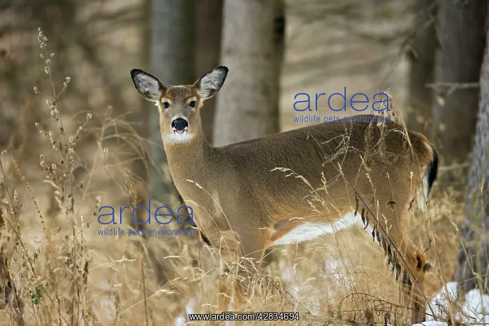 : White-tailed Deer - Doe - In the snow : White-tailed Deer - Doe - In the snow