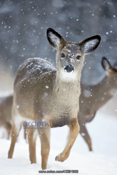 : White-tailed Deer - Doe in snow : White-tailed Deer - Doe in snow