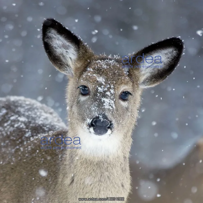 : White-tailed Deer - Doe in snow : White-tailed Deer - Doe in snow