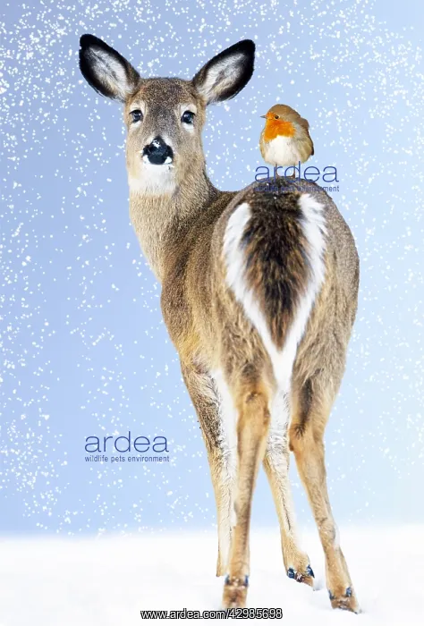 : White-tailed Deer, Doe in snow with Robin : White-tailed Deer, Doe in snow with Robin