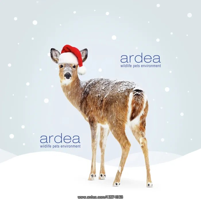  : White-tailed Deer, doe wearing red santa hat