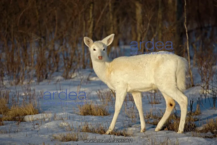 : White-tailed Deer - Doe white color phase, a rare : White-tailed Deer - Doe white color phase, a rare