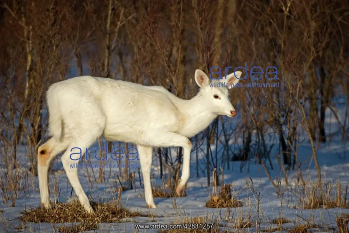 : White-tailed Deer - doe, white color phase, a rare : White-tailed Deer - doe, white color phase, a rare