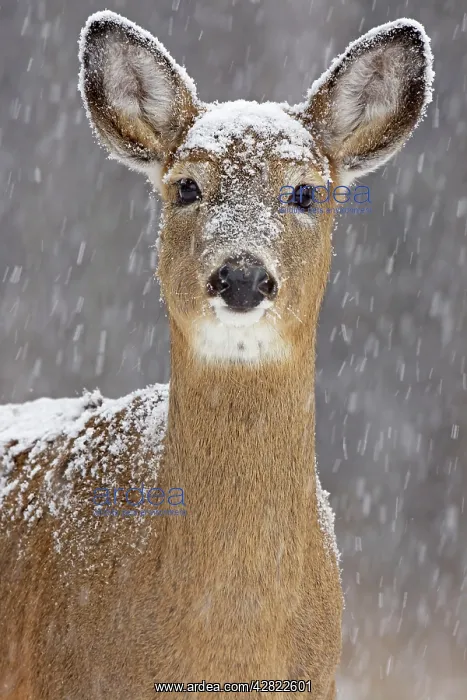 : White-tailed Deer - doe in winter snow : White-tailed Deer - doe in winter snow