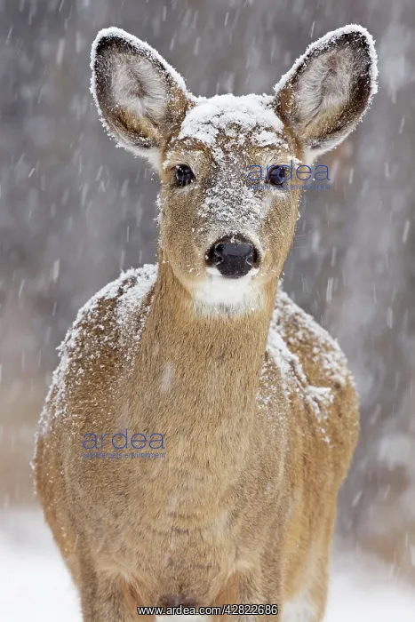 : White-tailed Deer - doe in winter snow : White-tailed Deer - doe in winter snow