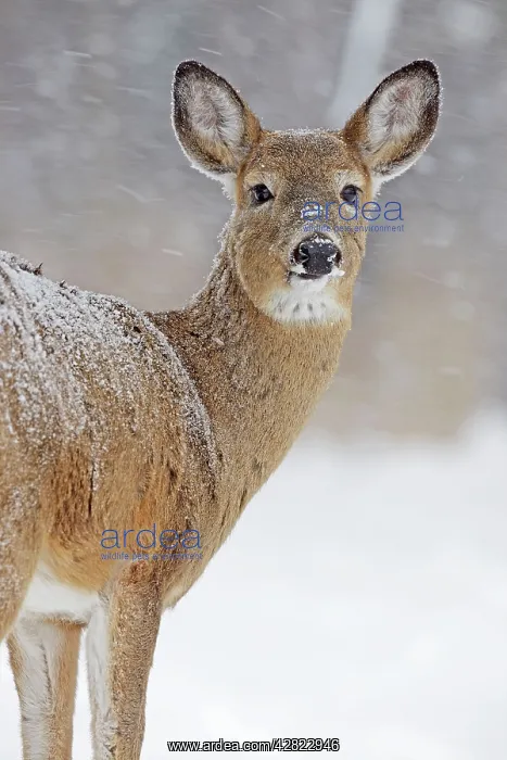 : White-tailed Deer - doe in winter snow : White-tailed Deer - doe in winter snow