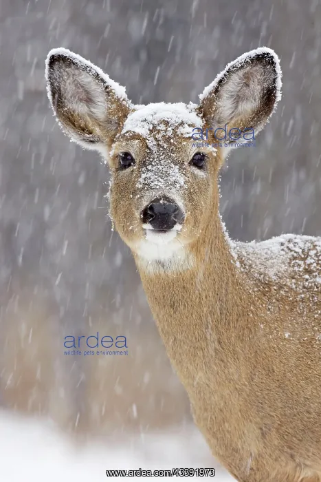 : White-tailed Deer - doe in winter snow : White-tailed Deer - doe in winter snow