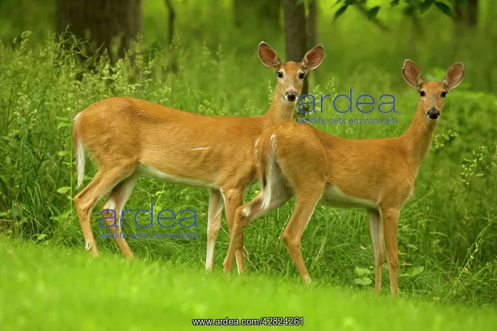 : White-tailed Deer - Does : White-tailed Deer - Does