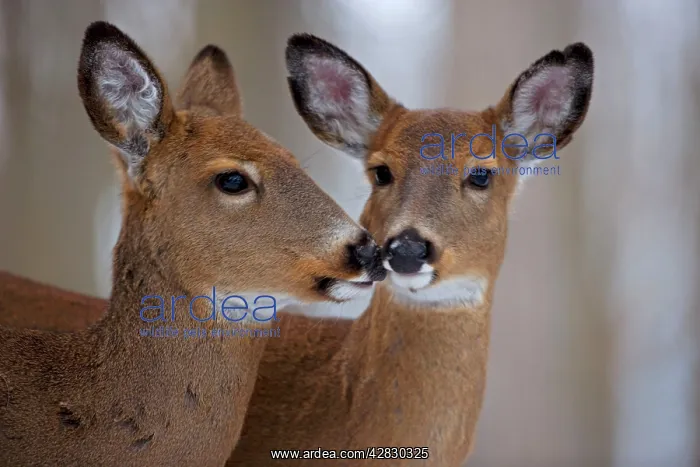 : White-tailed Deer - Does : White-tailed Deer - Does