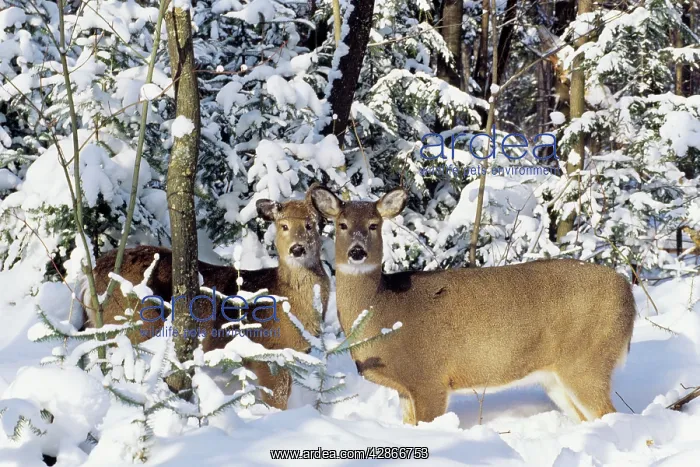 : White-tailed Deer, two does : White-tailed Deer, two does