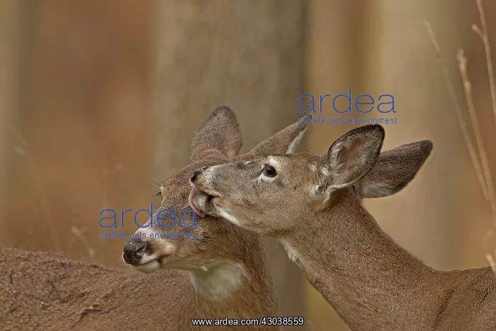 : White-tailed Deer does / females grooming each other : White-tailed Deer does / females grooming each other