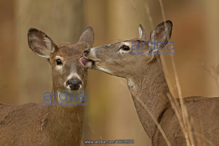 : White-tailed Deer does / females grooming each other : White-tailed Deer does / females grooming each other